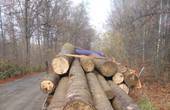 На Буковині затримали дві вантажівки з краденим лісом