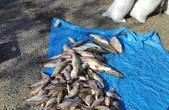 Буковинець зі спільником, який переховується від слідства, незаконно наловили 170 штук червонокнижної риби на півтора мільйона гривень 