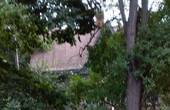 'Щоб протягнути ще один дріт': у парковій зоні поблизу Резиденції на схилі, де можливий зсув ґрунту, зрубали столітнє дерево