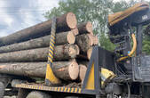 Злочинна група лісників Буковини на незаконних порубках завдала державі збитків на 2 млн гривень