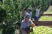 У Чернівецькій області розпочали збір літніх сортів яблук