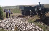 12 тонн загиблої риби  захоронили на скотомогильнику