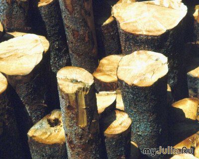 Прокурори ще не знайшли тих, хто у нацпарку накрав  лісу на 1,5 млн, як  в тому самому місці незаконно зрубали дерев ще на 130 тисяч гривень