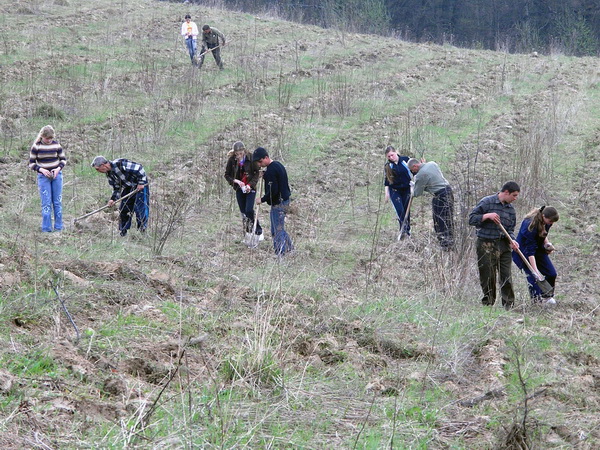 На Буковині уже створили третину запланованих цьогоріч лісових культур
