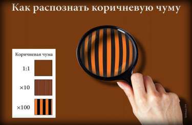 У Чернівцях бояться, що організатори диверсій з 'колорадськими' стрічками можуть не пожаліти дітей