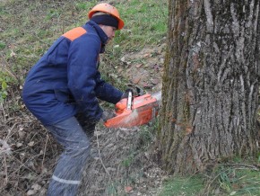 У парку Шиллера в Чернівцях зрубали 35 дерев