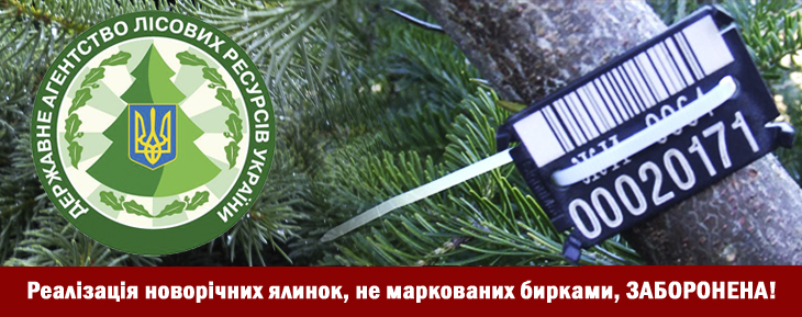 На Буковині затримали «Мерседес» з краденими ялинками