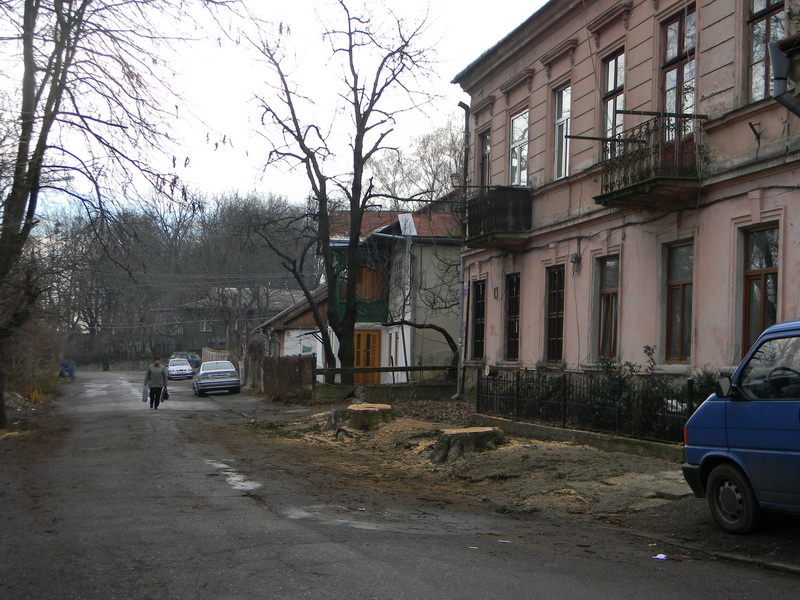 Чернівецький 'Зелентрест' приймає пропозиції щодо насадження дерев