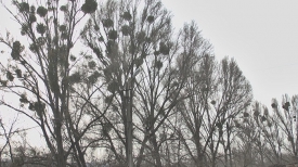 У Чернівцях знесуть більше 150 хворих та аварійних дерев (Відео) 