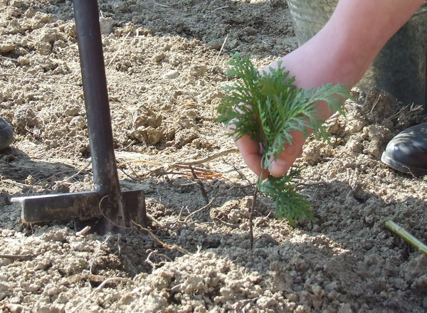 На Сторожинеччині посадили туї гігантські, дугласії, модрини, сосни кримські та кипарисовики Лавсона, а у Чернівцях обіцяють липи