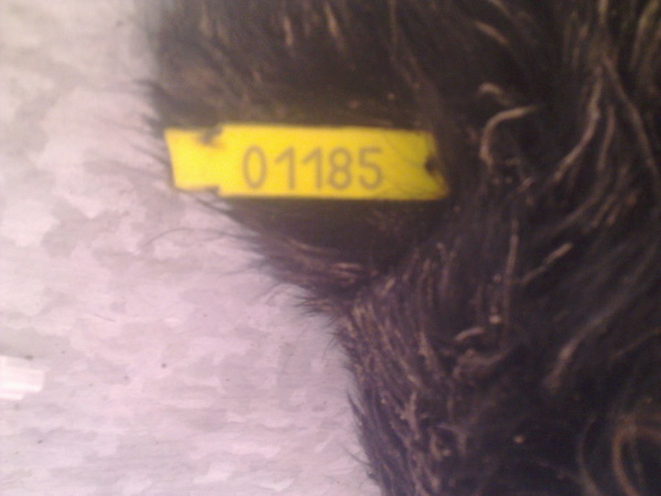 Чернівецьке коло смерті: на Руській знову потруїли безпритульних собак 