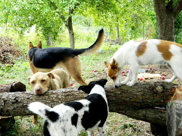 На вулицях Чернівців щороку виловлюють 7000 чотирилапих, витрачаючи понад мільйон гривень