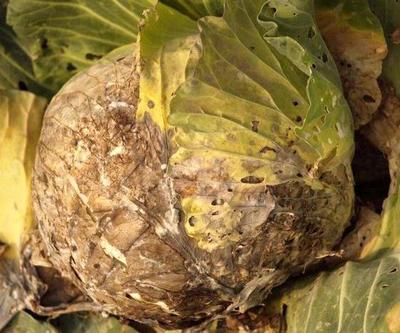 Замість відміни шкільних сніданків чернівчан переконують у корисності фаст-фудів і ерзац-соків: ціна питання 9-11 мільйонів гривень