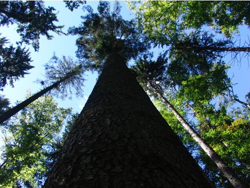 Буковинським лісам ставлять за приклад кримські
