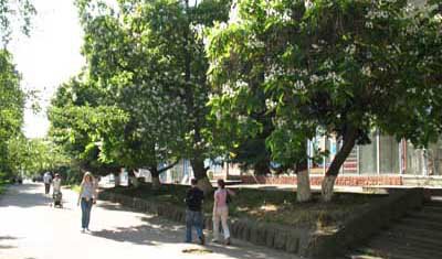 Озеленювати Чернівці заважають магазини і вузькі вулички