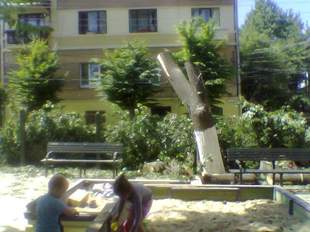 Мешканці вулиці Смаль-Стоцького обурені вандалізмом працівників ЖРЕПу №6, які понівечили живе дерево з пташиними гніздами