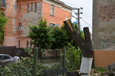Комунальники наполягають, що законно понівечили дерево з пташиними гніздами