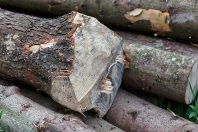 Яценюка просять люструвати керівників від лісу, а від Держагентства лісових ресурсів чекають прозорого механізму його розподілу