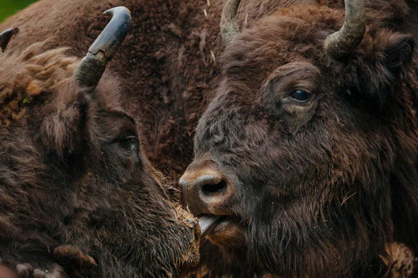 Зубри повертаються до Південних Карпат