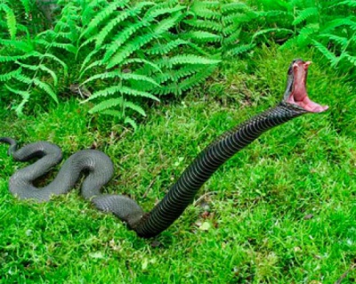 У Сторожинецькому районі жінку на власному городі змія вкусила за ногу