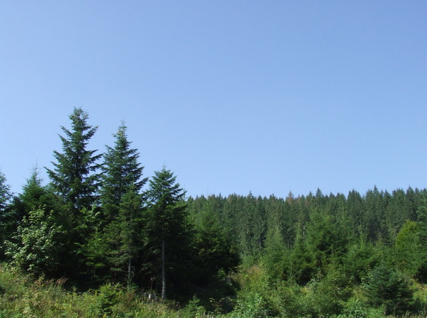 Десятеро буковинців укріплювали фортифікаційні споруди поблизу міста Сіверськ