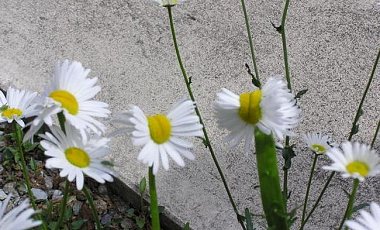 Опубликовано фото мутировавших около Фукусимы-1 ромашек