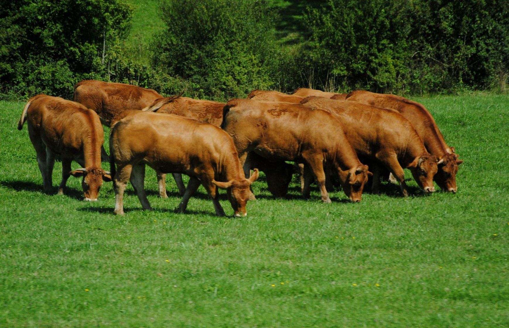 У цивілізованому світі парне молоко не п’ють