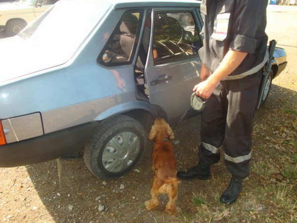 На Буковині 'Оскар' унюхав 12 мисливських набоїв, а “Іда” тютюнові вироби на кордоні