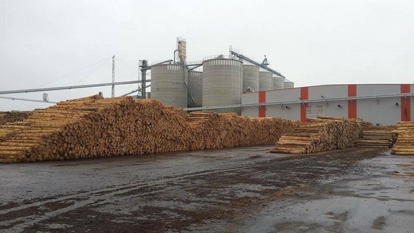 Після вступу у дію мораторію на вивіз лісу-кругляка румунські переробники  попервах очікують перебої з постачанням деревини 