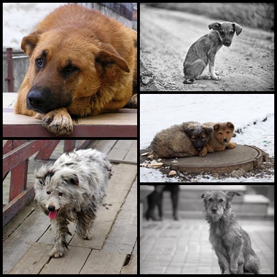 У Чернівцях продовжено безкоштовну стерилізацію безпритульних собак