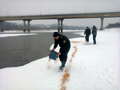 У мисливських угіддях Сторожинецького лісгоспу почали підгодовувати диких тварин