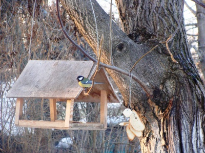 Кращу годівничку для птахів у Чернівцях визначатимуть на конкурсі