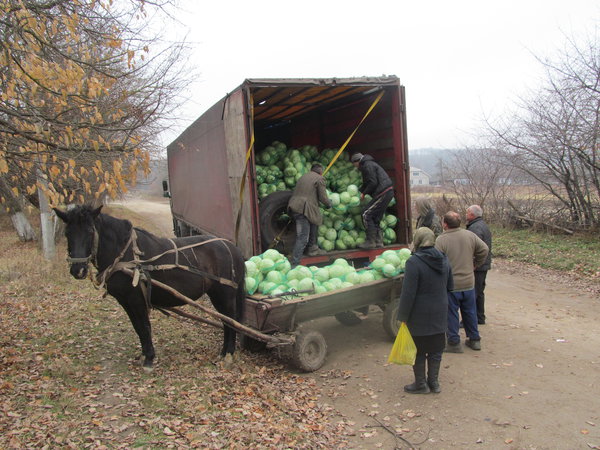 Буковині потрібні переробні заводи