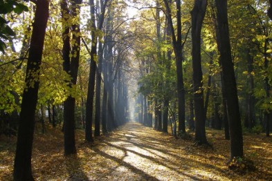 Чернівчани просять встановити ліхтарі в парку ім. Т. Шевченка