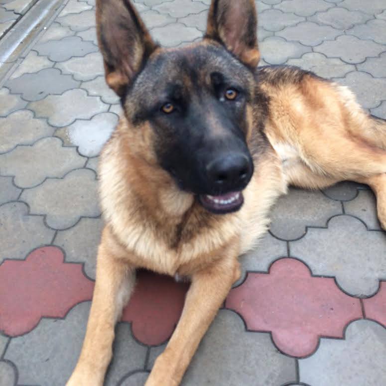 Допоможіть знайти собаку