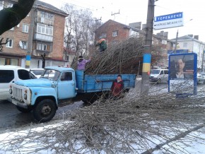 У Чернівцях обрізають дерева. Залишаються голі стовбури
