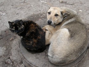 У Чернівцях нарешті відкриють притулок для бездомних тварин
