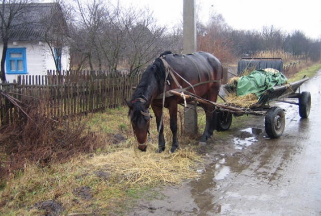 Не всім же на «Мерседесах»: головний освітянин Буковини пропонує школярам їздити на навчання підводою