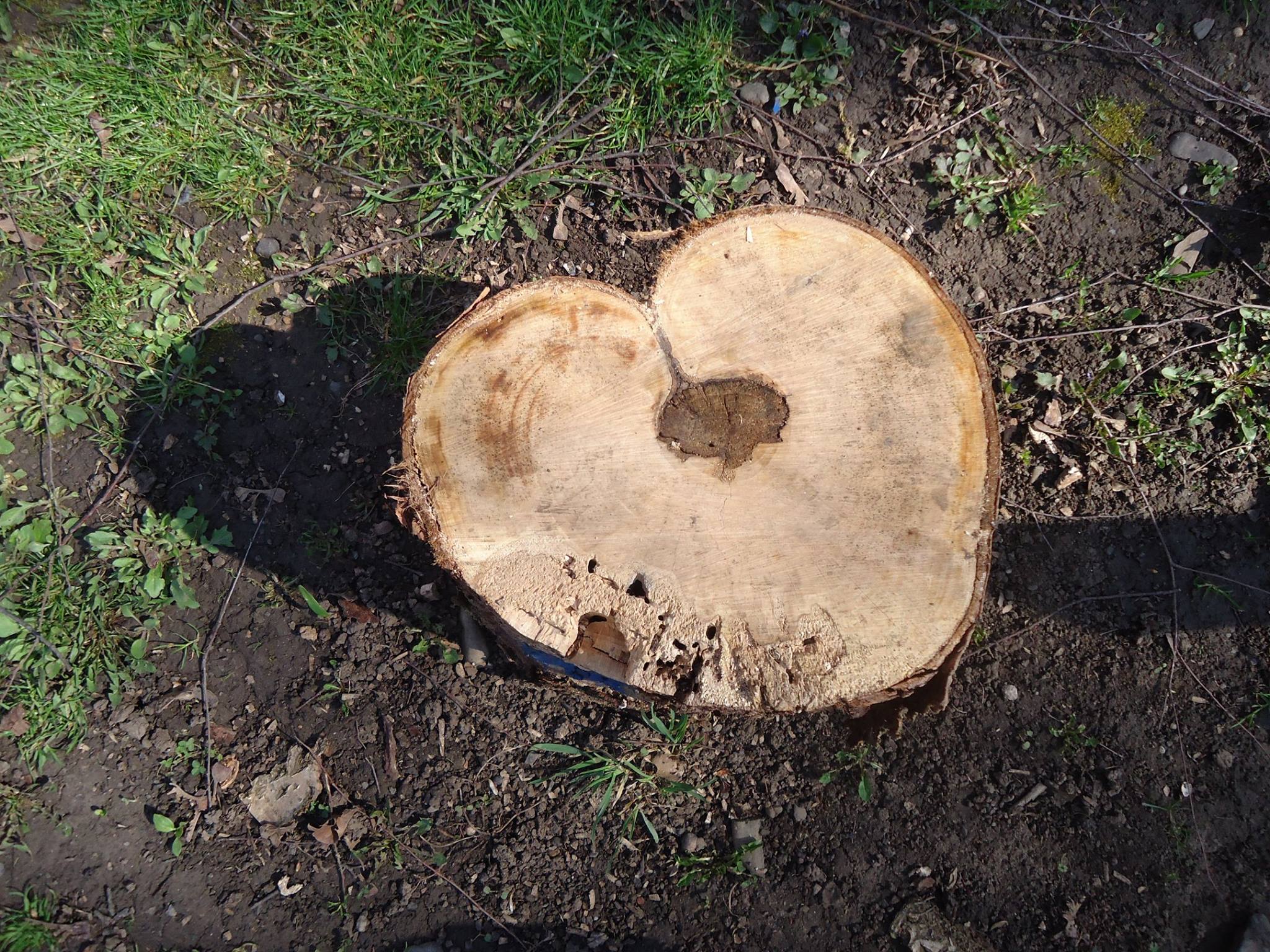 Сердечний пень (нічний BukNews)