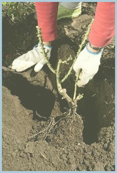 Громадські активісти Буковини викрили митника, який сприяв  трояндовим контрабандистам