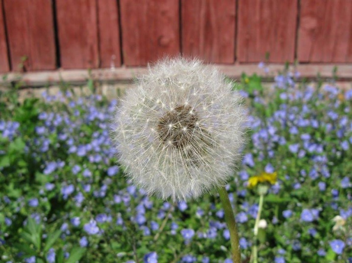 На Центральній площі Чернівців пропонують встановити пам’ятник Кульбабі