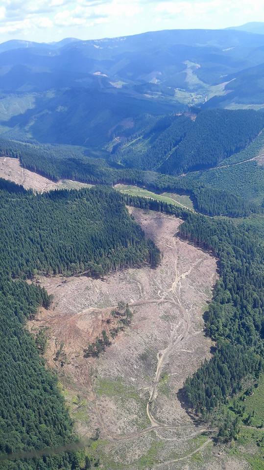 Новий прокурор Львівщини провів більше десятка обшуків у працівників лісгоспів області