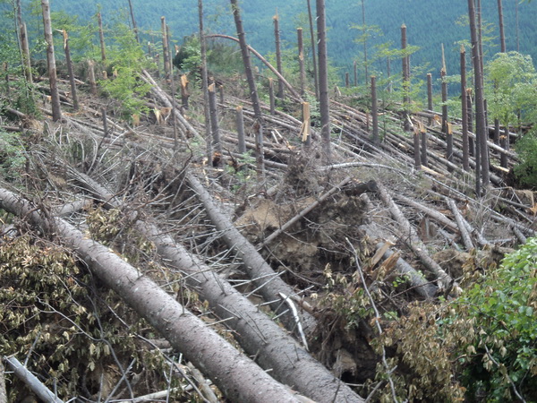На Сторожинеччині сильний вітер повалив ліс на площі 15 га