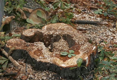 Чернівецька область на третій позиції рейтингу регіонів з найбільшими площами вирубки дерев у заповідниках