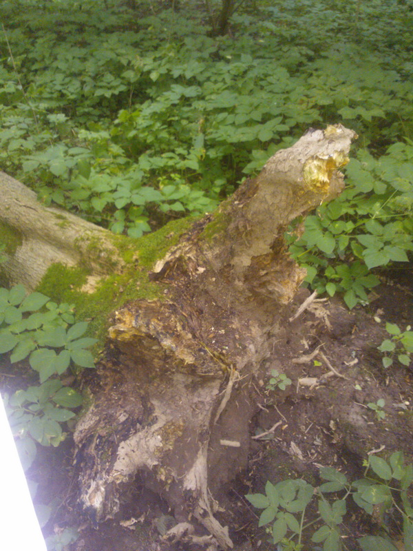 Вітровал та інша біда пошкодили 1,3 га насаджень в Кіцманськомі лісництві