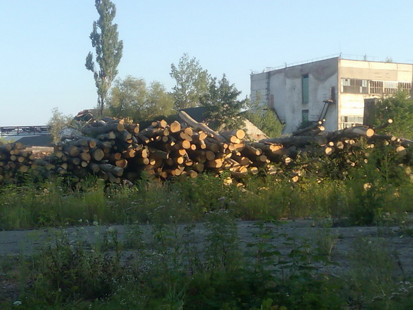 Необліковану деревину з буковинських лісгоспів переробляли на приватних лісопереробних підприємствах