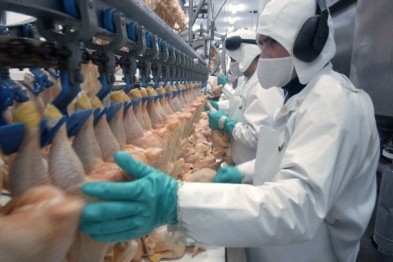 Через пташиний грип Білорусь відмовилась від м’яса птиці з Буковини