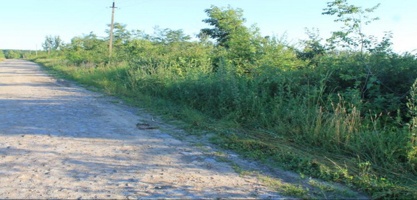 На Кіцманщині дозволили рубати дерева вздовж дороги