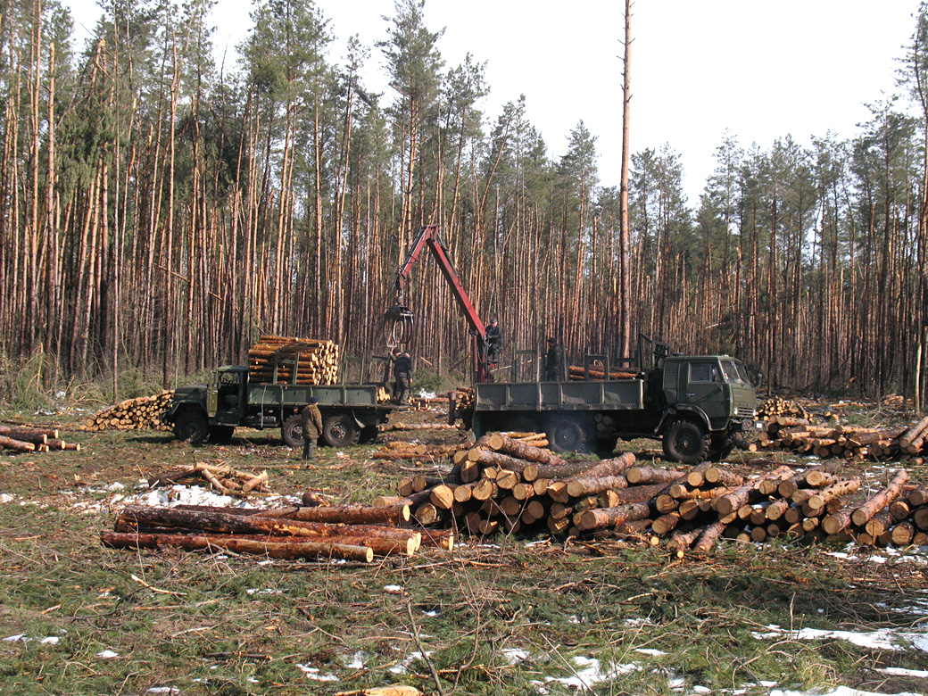 На Буковині директор лісгоспу  укладав договори про відчуження лісодеревини на користь свого зятя – місцевого приватного підприємця 