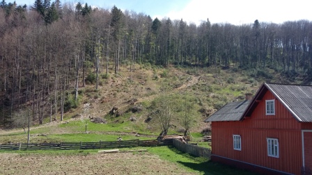 Знищення лісу на Буковині триває